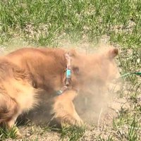 土埃が舞うマッシュくん