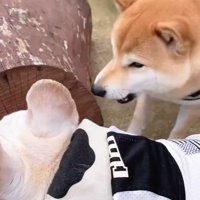 吠えられてしまいました！