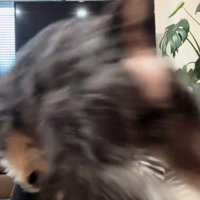 女性に向かって走り出す犬