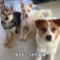 コマンドも覚えたよ