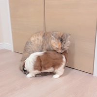 赤ちゃん犬と猫のふれあい3