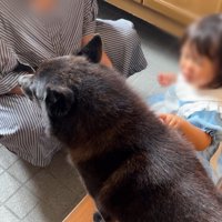 お別れの日の様子