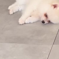 眠る子犬