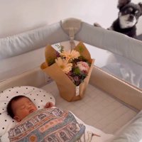 ベッドで眠る赤ちゃんを見つめる犬