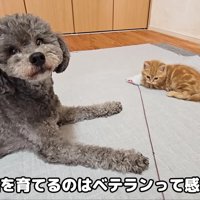 猫の育児もお手の物！