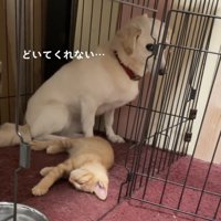 くつろぐ子猫の後ろで座る犬