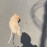 散歩中の犬