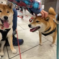 ナラちゃん＆ソラくんとママの再会8