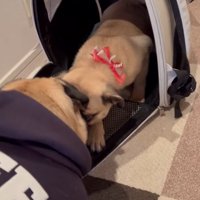 小型犬と子犬の初対面