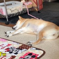無視！