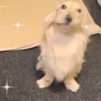 顔がゆがんだまろんちゃん