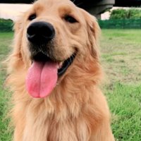 芝生の上で舌を出して笑っている犬