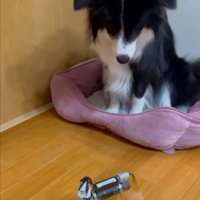 ガン見