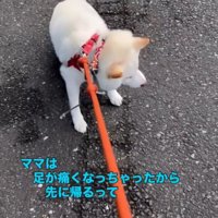 地面に踏ん張る柴犬