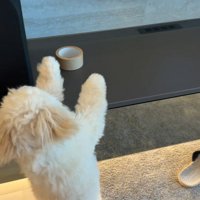 ガムテープを取りたいぬい君