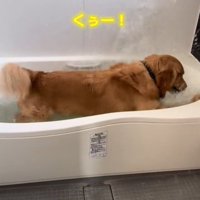 お風呂で水しぶきをあげる犬2