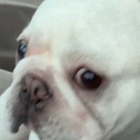 窓の外に視線を移す犬