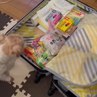 荷造り中にサフランちゃんが登場