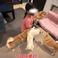 女の子の周りに集まる犬3