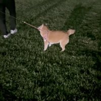 3日ぶりのパパとのお散歩