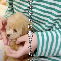 1キロ未満の小さな子犬でした