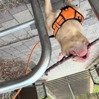 枝をくわえたまま通ろうとする小型犬