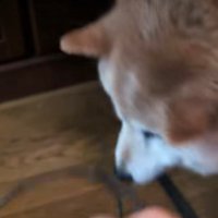 頭から台が外れた直後の様子