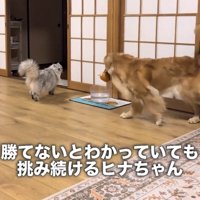 猫を追いかける犬