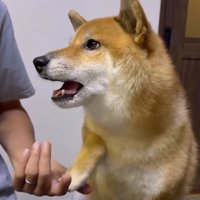 オテをする柴犬