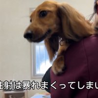 注射が嫌で大暴れ！