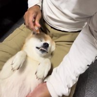 目薬を差される犬