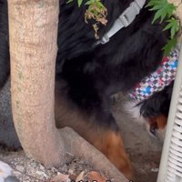 地面を掘って寝床作り