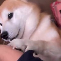 前足で人に触れている犬