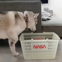 買い物カゴを見つけると…