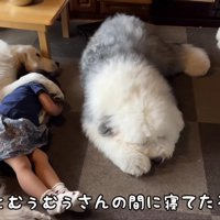 みんなでお昼寝中