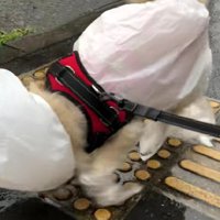 給食当番みたいな姿にホッコリ