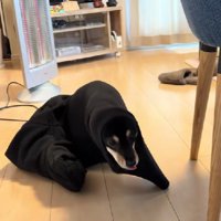 ドツボにはまるばかり