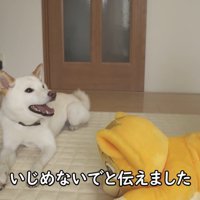 「いじめないで」と伝える飼い主さん
