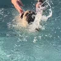 プールに来たぽんずちゃん4