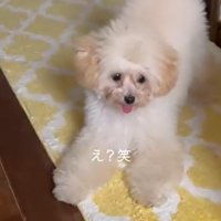戸惑う飼い主さん