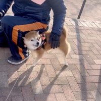 ウットリ小春ちゃん