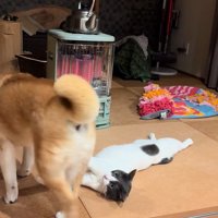 ハラミちゃんの隣に座るかと思いきや…