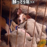 とらきち君のビフォーアフター8