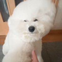 キメ顔でカメラ目線の犬