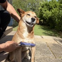 笑顔でブラッシングされる犬