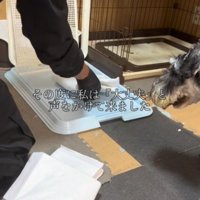 ペットシーツを敷く飼い主を見つめる犬