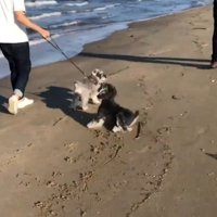 ジジちゃんは必死に抵抗！