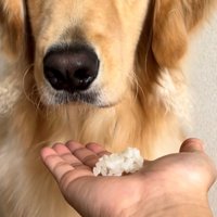 カメラを見つめる犬