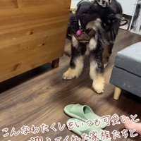 ご家族に溺愛されているそう♪