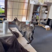 気になる犬が画面に…